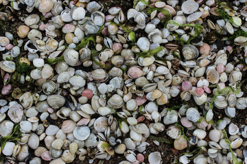 Shells on the Beach