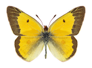 Butterfly Colias eurytheme (male) on a white background