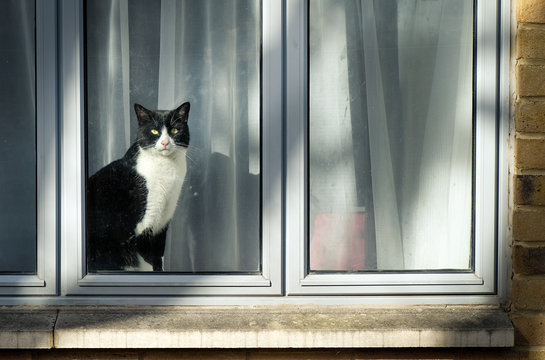 Curious black and white cat sitting on window and looking at city street