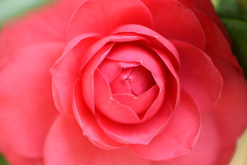 Blossoming Pink Rose Background