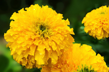 Yellow Marigold flower (Tagetes erecta, Mexican marigold, Aztec marigold, African marigold)