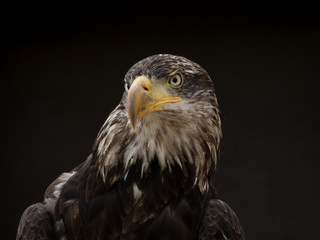portrait of an eagle