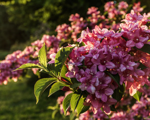 wild meadow bush of pink flowers in the forest.