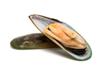 large mussels isolated