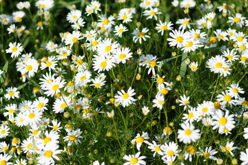 Chamomile field in natural light with a blurry background