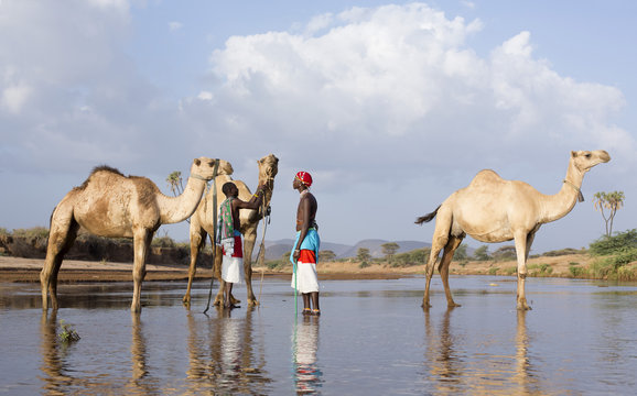 Samburu Tribesmen, Watering Their Camels In River. Kenya, Africa.