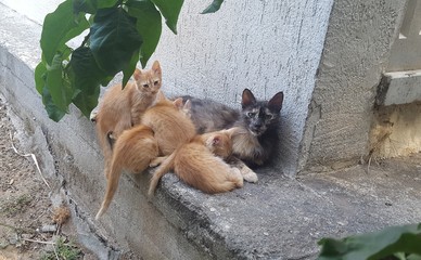 Katzenfamilie auf Zypern © Manuel