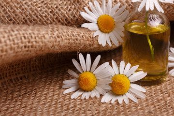 chamomile essential oil on the rustic background from the sackcloth