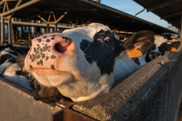 Muso di mucca  pezzata bianca  e nera