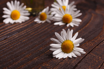 Fototapeta premium Chamomile essential oil on a dark wooden background