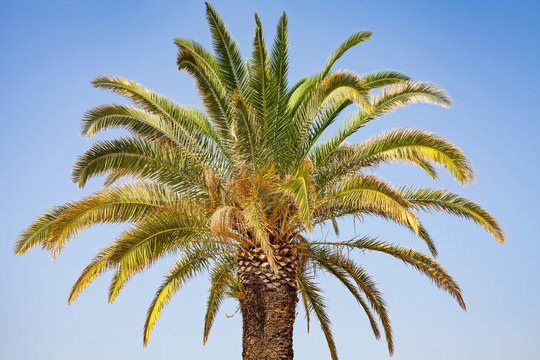 Palm trees in Split, Croatia