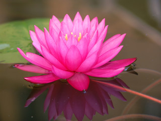 water, lily, lotus, flower, pond, pink, nature, beautiful, waterlily, plant, beauty, aquatic, blossom, summer, natural, bloom, green, reflection, petal, leaf, background, white, flora, blooming, botan
