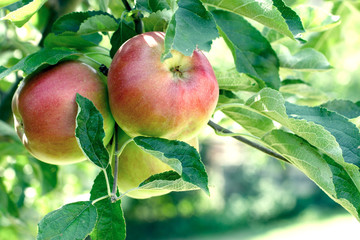 Fresh organic apple on branch