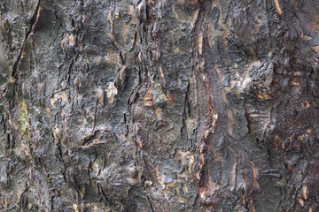 Tree bark moist after rain