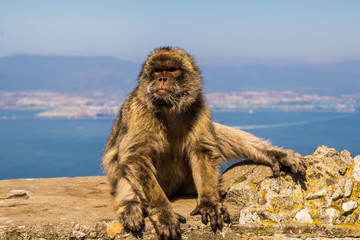Monkey