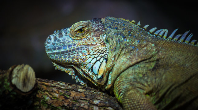 Iguane