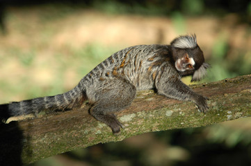 small monkey marmoset holding on to tree trunk