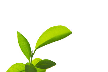 Lemon green leaves isolated on a white background.