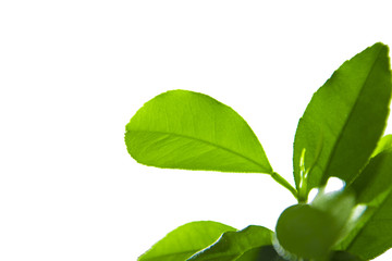 Fototapeta premium Lemon green leaves isolated on a white background.