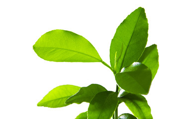 Lemon green leaves isolated on a white background.