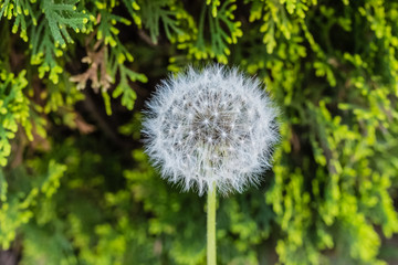 Dandelion spores