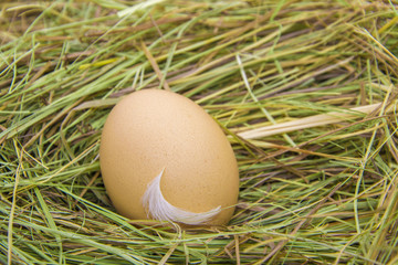 Hen eggs in straw ,fresh farmer's egg.