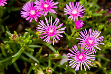 Obraz premium flower