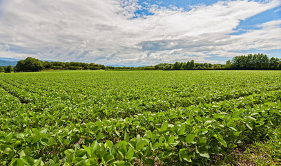Field of soybean. Agricultural landscape.