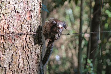 little monkey marmoset on barbed wire