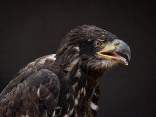 portrait of an eagle