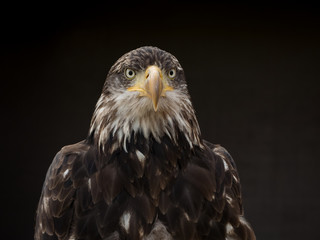 portrait of an eagle