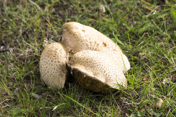 Wild mushrooms surrounded by grass