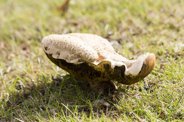 Wild mushrooms surrounded by grass