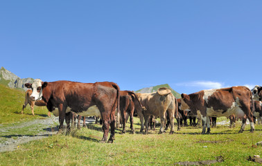 Fototapeta na wymiar vaches laitières en montagne dans l'attente de la traite