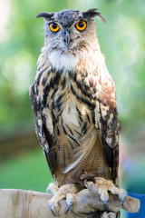 Portrait of a owl