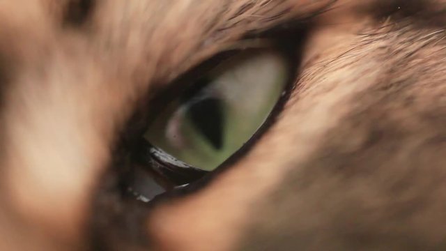 Green eye of Maine Coon black tabby cat in macro. 1920x1080
