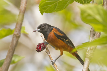Orchard Oriole in Mulberry Tree