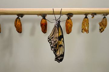Newborn butterfly and the yellow cocoons pupae - obrazy, fototapety, plakaty