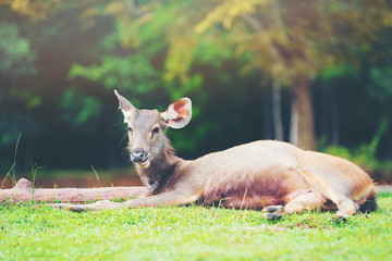 Brown Deer Laying and chewing in Khao yai national park,Thailand