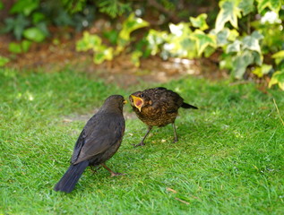 Hunger,Amseln,Jungvogel