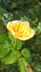 rose after rain