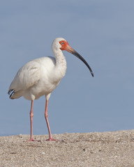 White Ibis On Beach