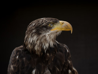 Obraz premium portrait of an eagle