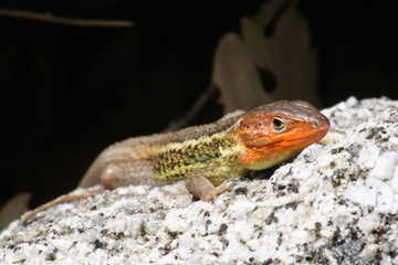 reptil