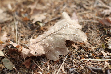 hoja