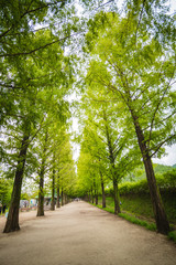 Fototapeta premium Metasequaire Road
