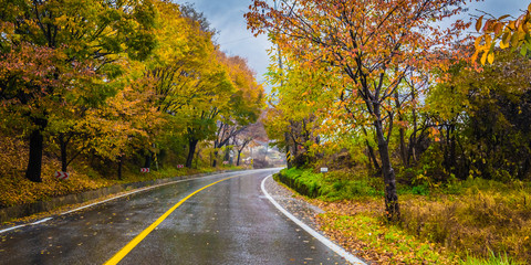 Autumn road
