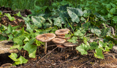 Waldpilze