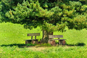 Fototapeta na wymiar bench under tree