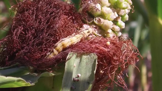 Corn field nature motion corn farm steadicam farming. grass green agriculture united states the video usa corn farm